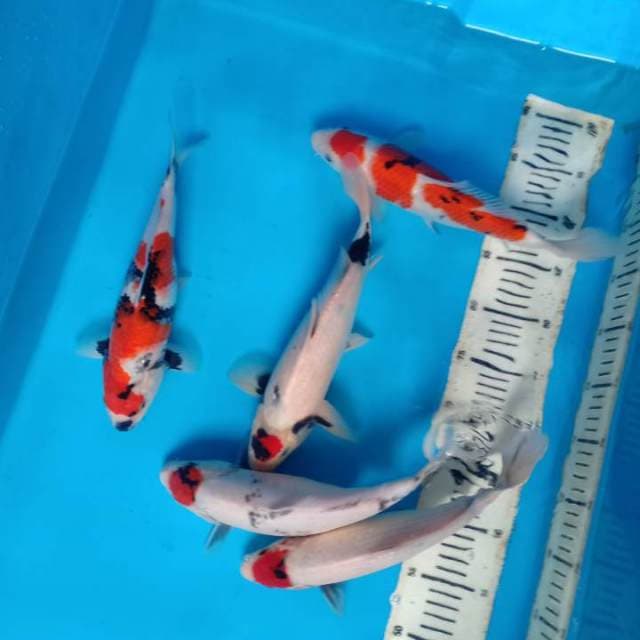Mix koi 5 ekor