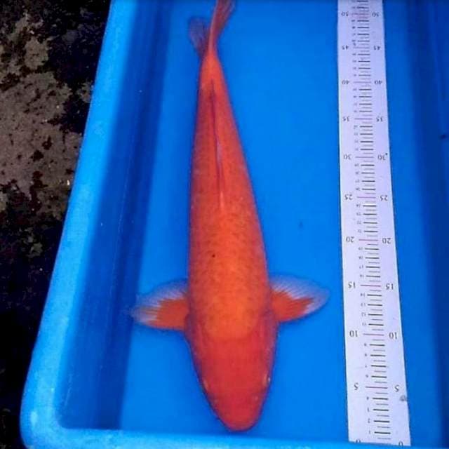 Benigoi 50cm