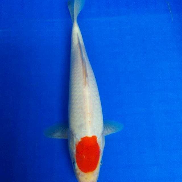 Tanco Kohaku 30Bu