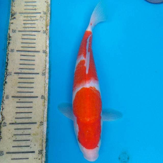Kohaku Strong 35Bu