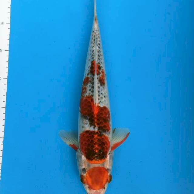 Kujaku 35cm