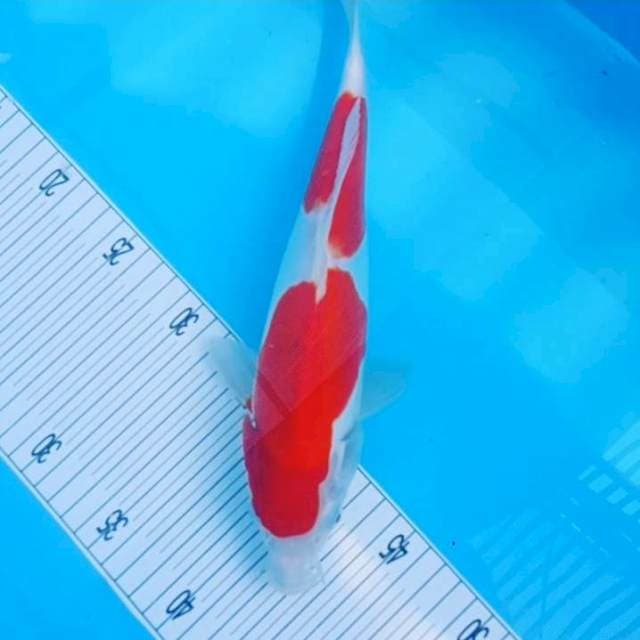 32CM HQ Doitsu Murni