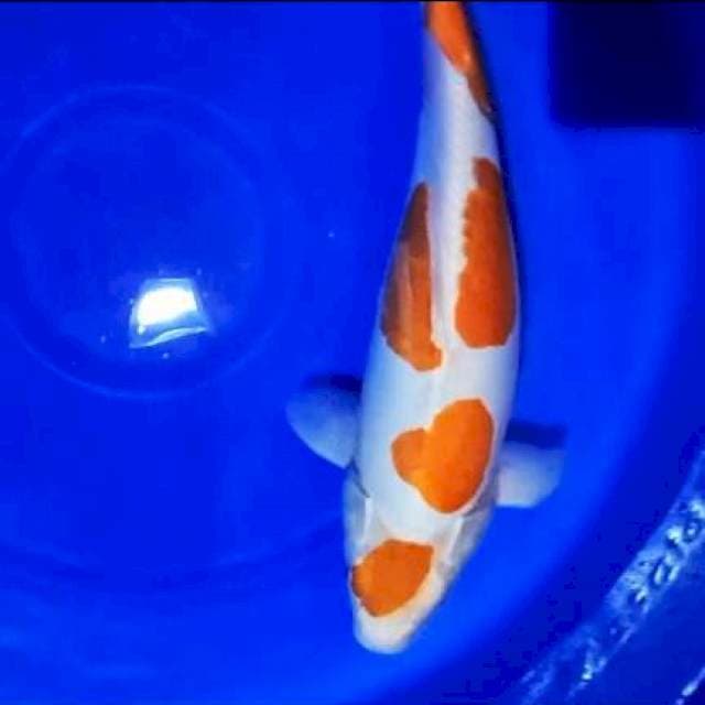 Maruten Kohaku doitsu HG