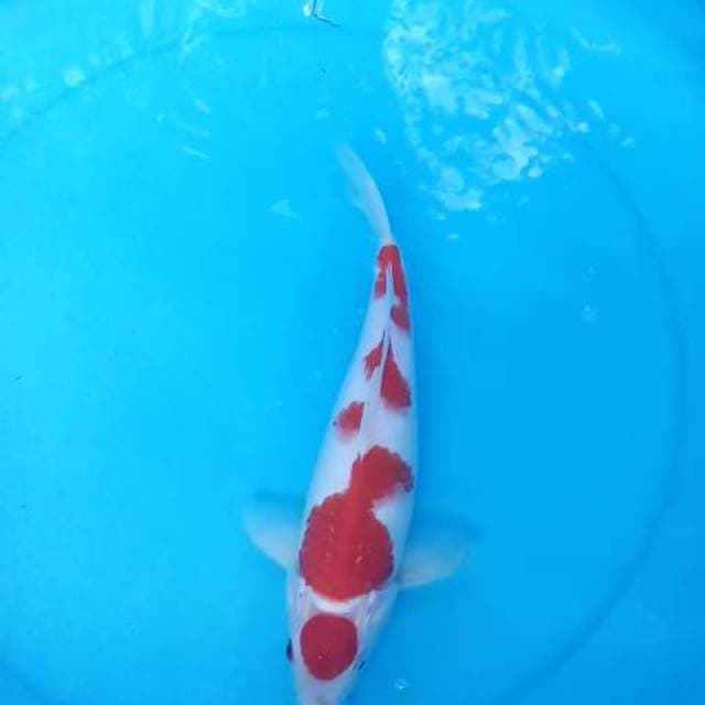 Kohaku 40bu Jumbo Tosai