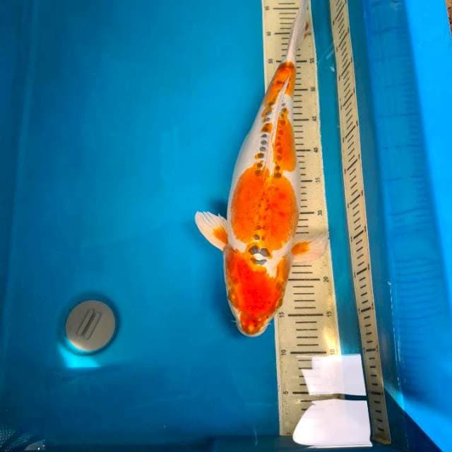 Kiko doitsu murni *Giant* 50bu 'gendong telur' 
