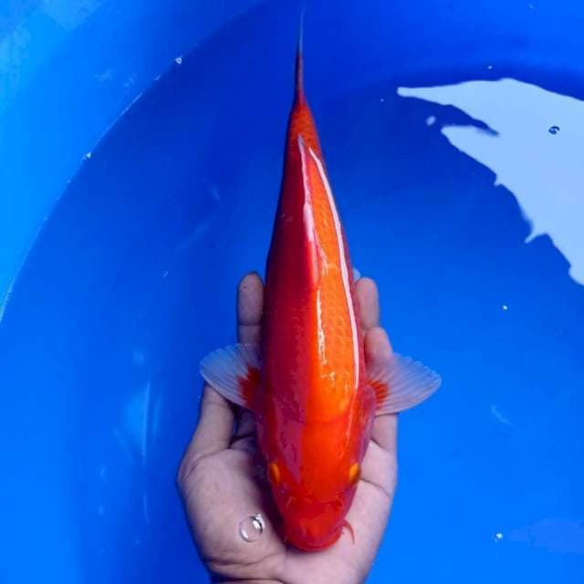 Aka hajiro tembus 34cm