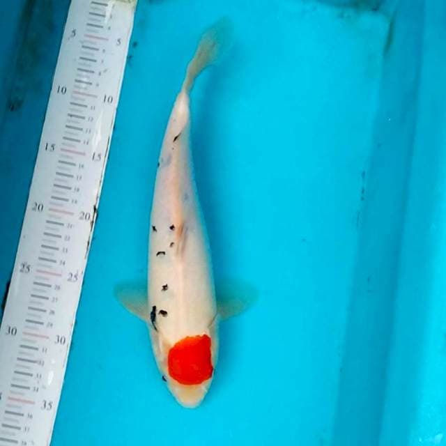 Original tc sanke 30cm