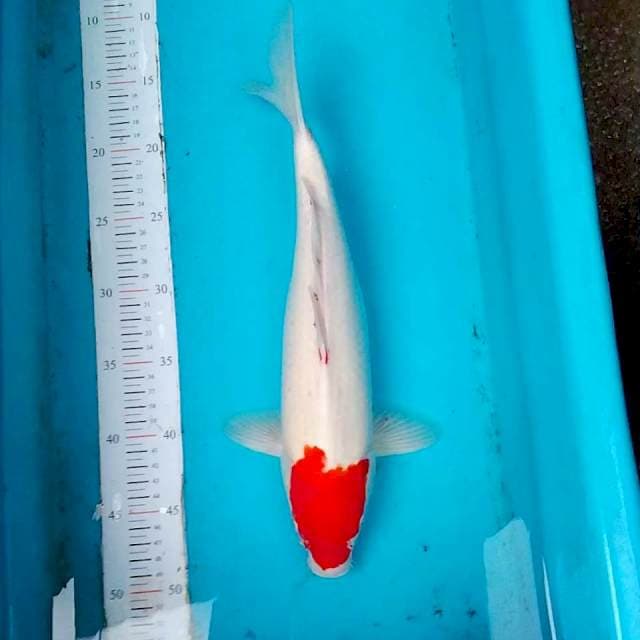 ORI tc kohaku 37cm