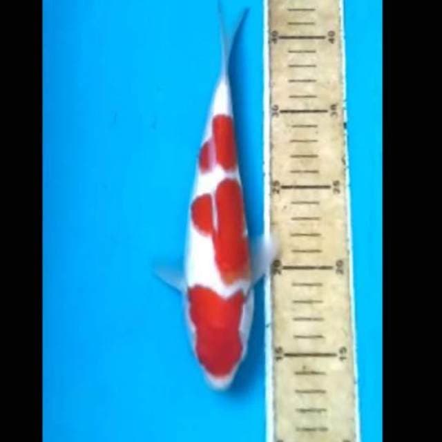 Kohaku 25bu