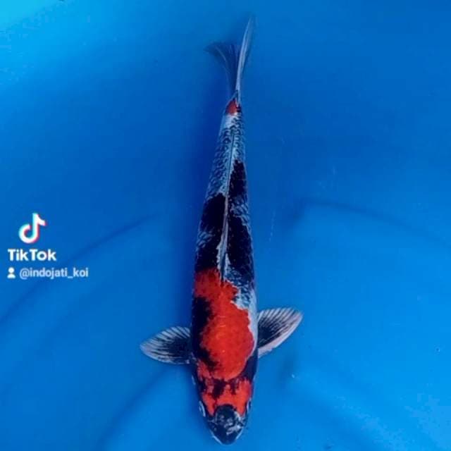 KAGE SHOWA SQ 35 CM