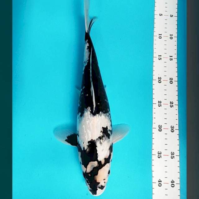 Good shiro ginrin 36cm