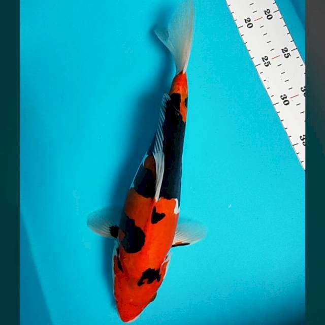 Doitsu murni 33cm