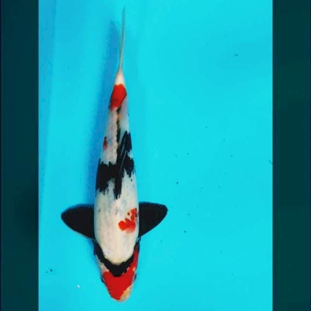 Kindai strong 28cm male