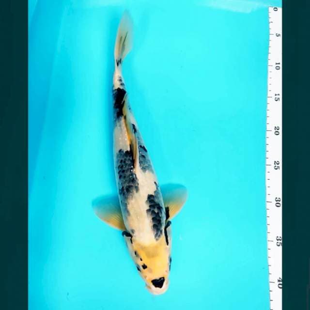 Shiro tattegoi 37cm male
