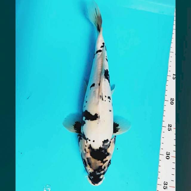 Doitsu shiro 33cm