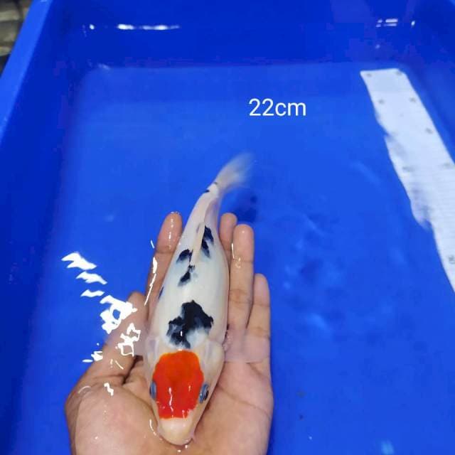 Tanco sanke ORI 22cm