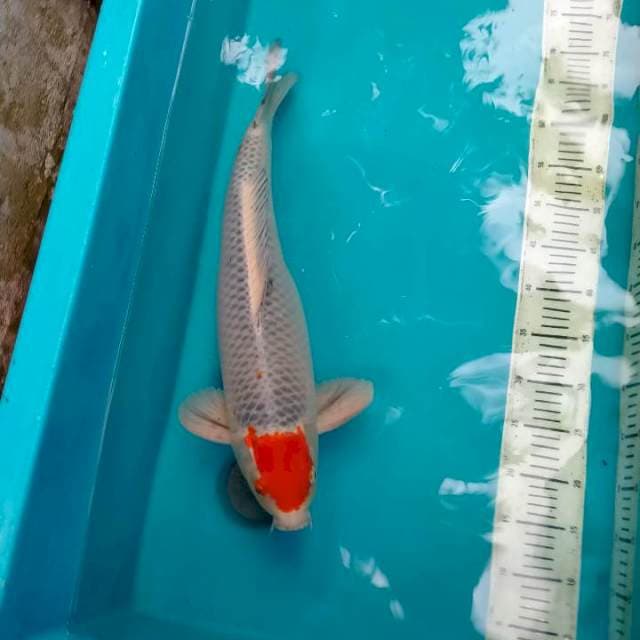 Tancho Goshiki, Jumbo 55 cm