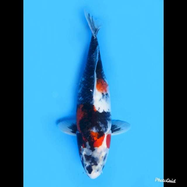 Jumbo Kage Showa , 40cm
