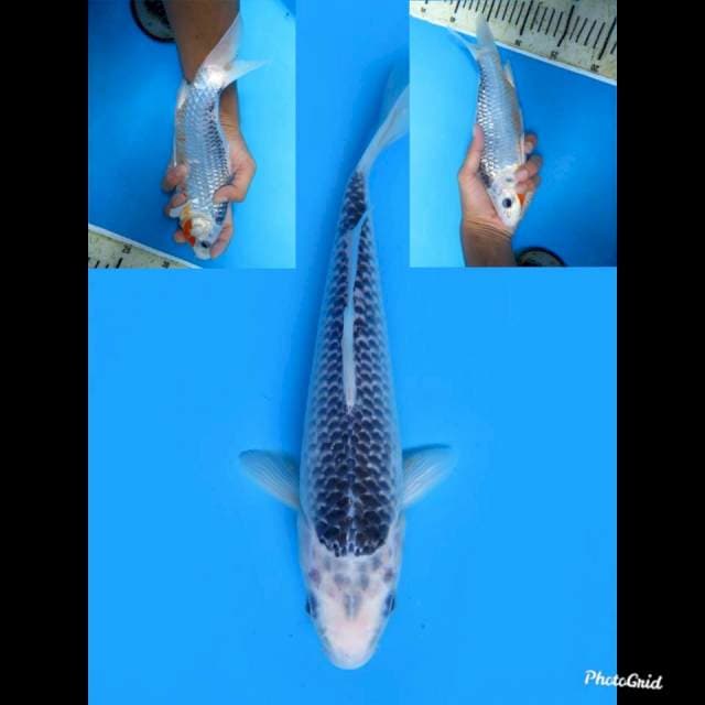 Asagi Strong , 27cm