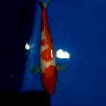 Kohaku female 37cm