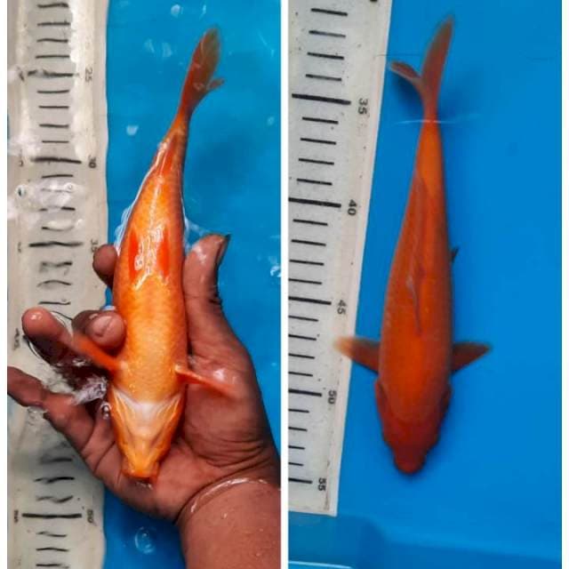 Aka hajiro 22cm 