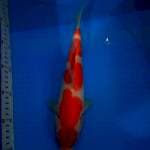kohaku F1 size 29 cm