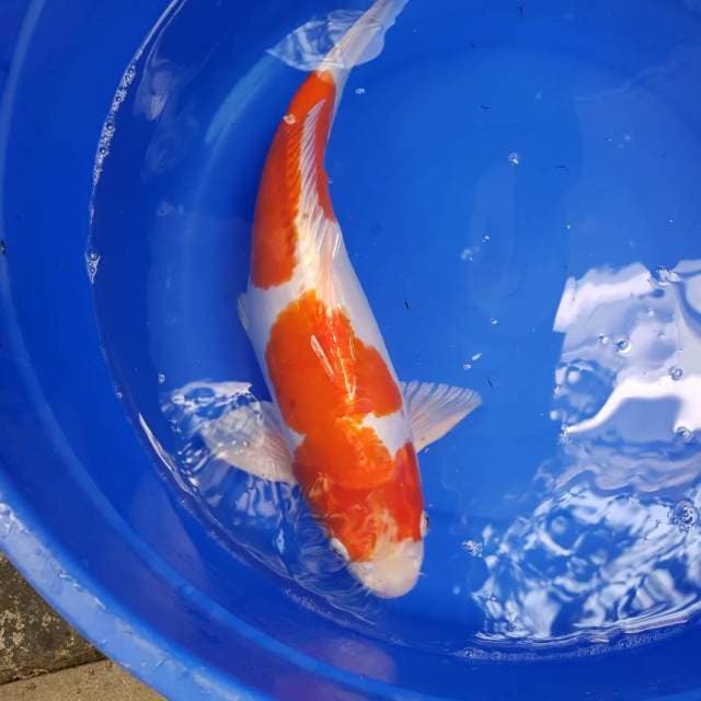 Kohaku 40cm