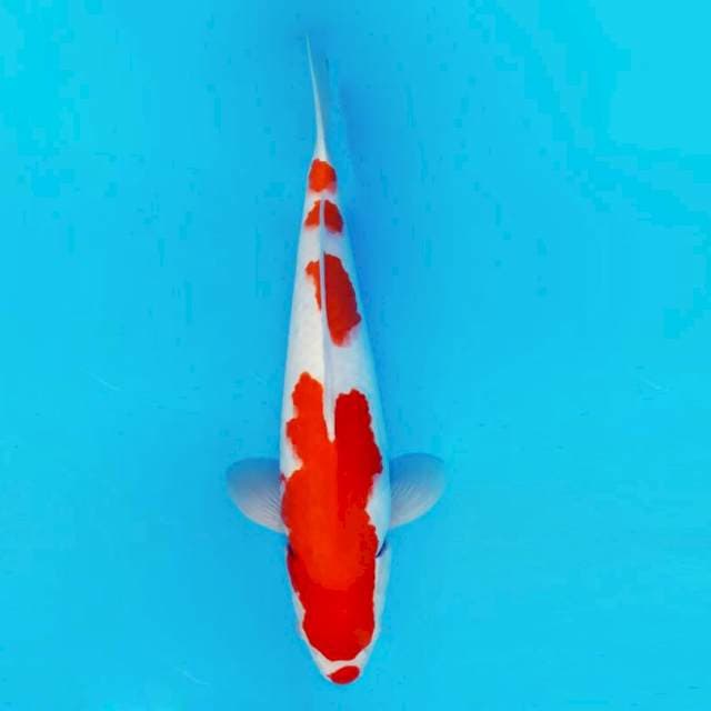DOJO 9 ~ KOHAKU ™