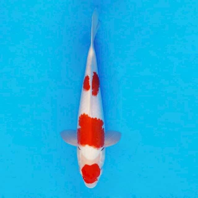 DOJO 15 ~ MARUTEN KOHAKU ™