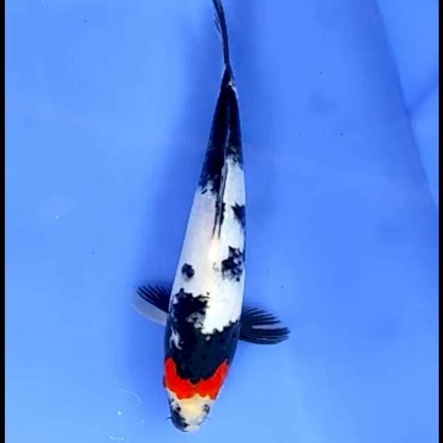 TANCHO SHOWA # 23CM