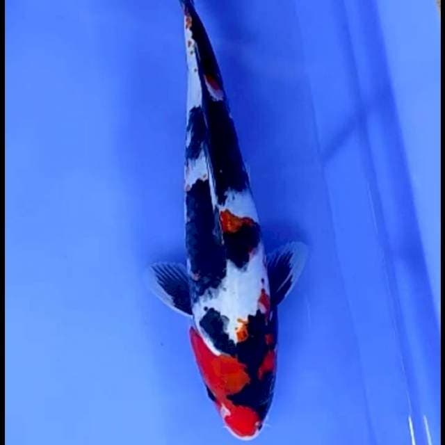 SHOWA JANTAN # 22CM