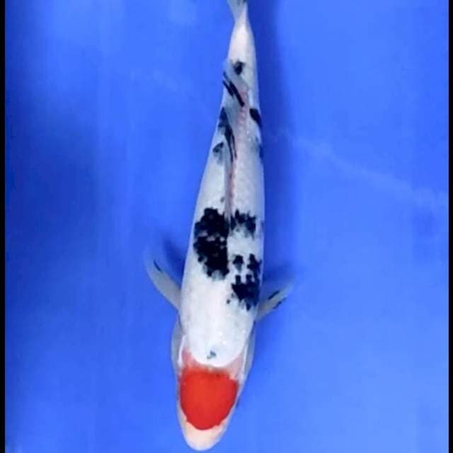 TANCHO SANKE # 28CM JANTAN