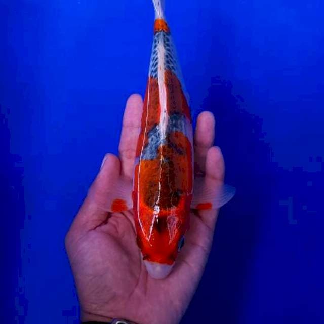Ghosiki Racing 25cm+-
