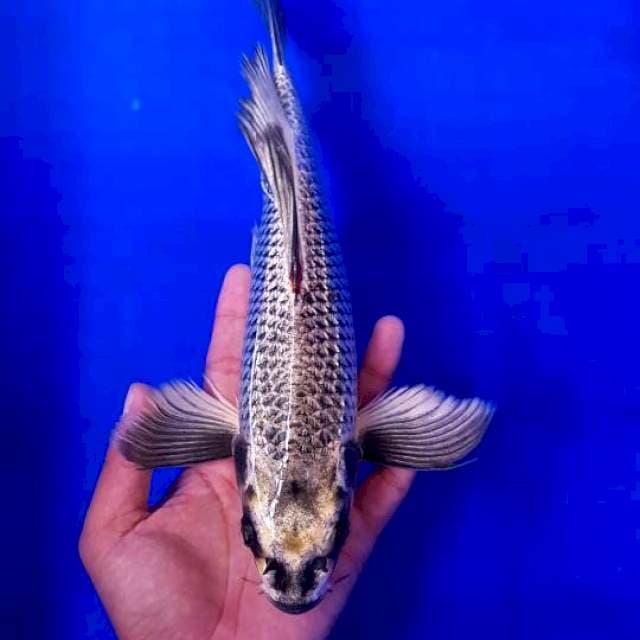 Kumpay Gin Matsuba 33cm