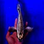 Kumpay Gin Matsuba 33cm