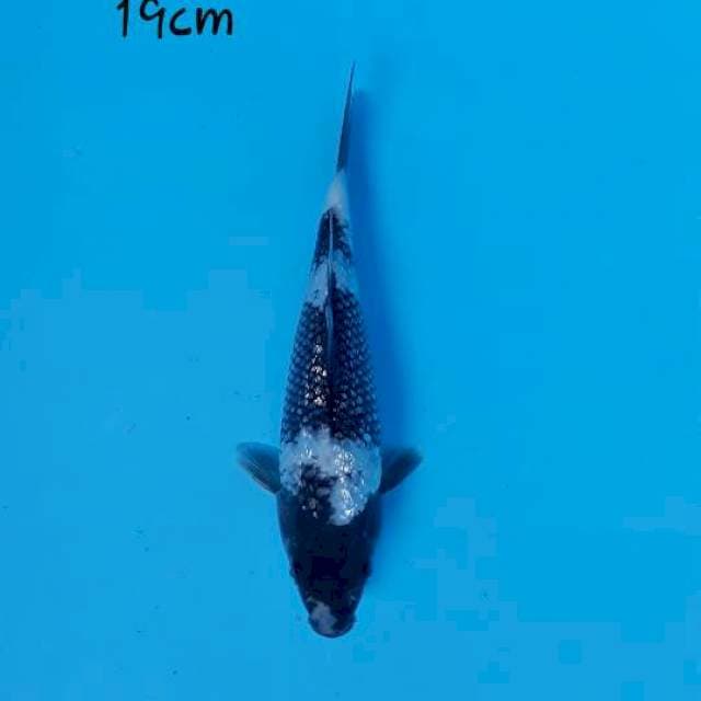 Sirgin 19