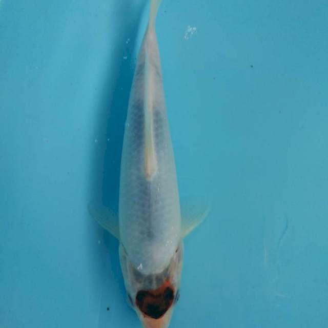 Tancho goromo 22cm