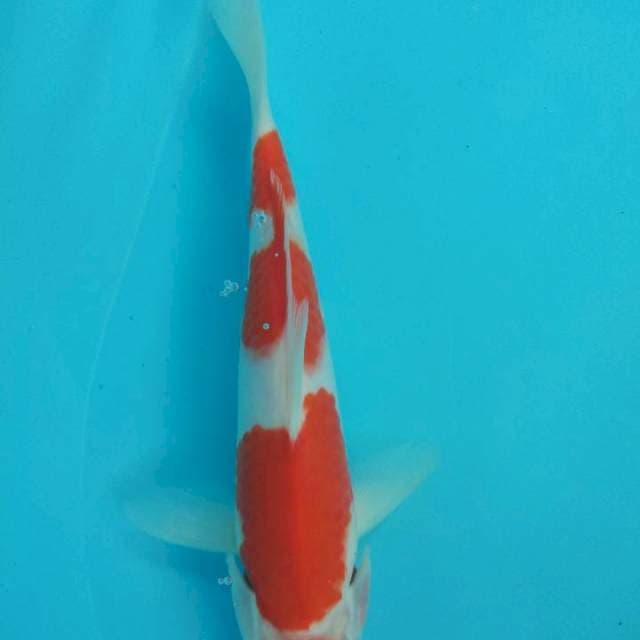 Maruten kohaku~24cm