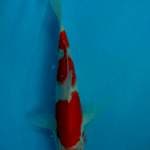 Maruten kohaku~24cm