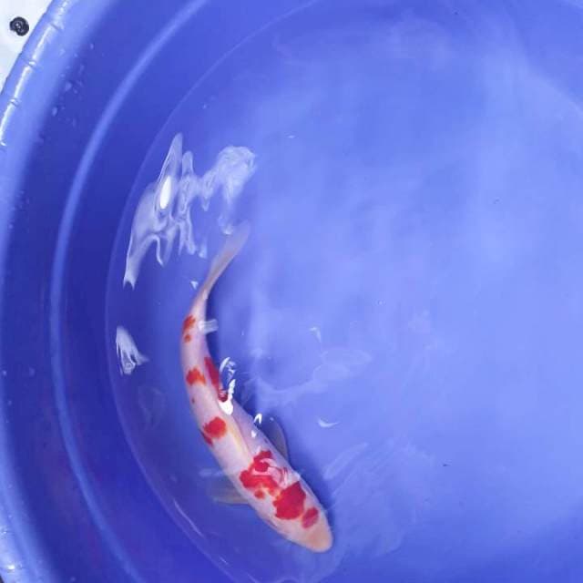 Kohaku merah pedas deep red. 20 cm