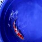 Kohaku merah pedas deep red. 20 cm