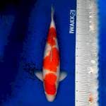 JUMBO Sandan Kohaku F1