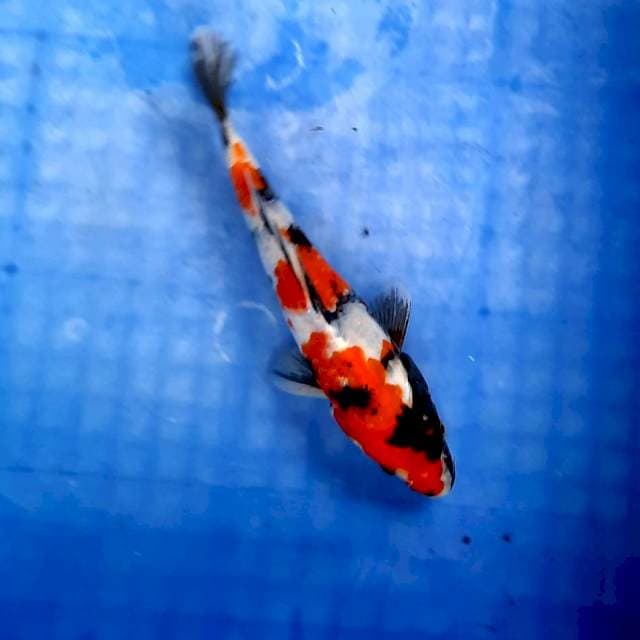 Showa sanshoku 20cm