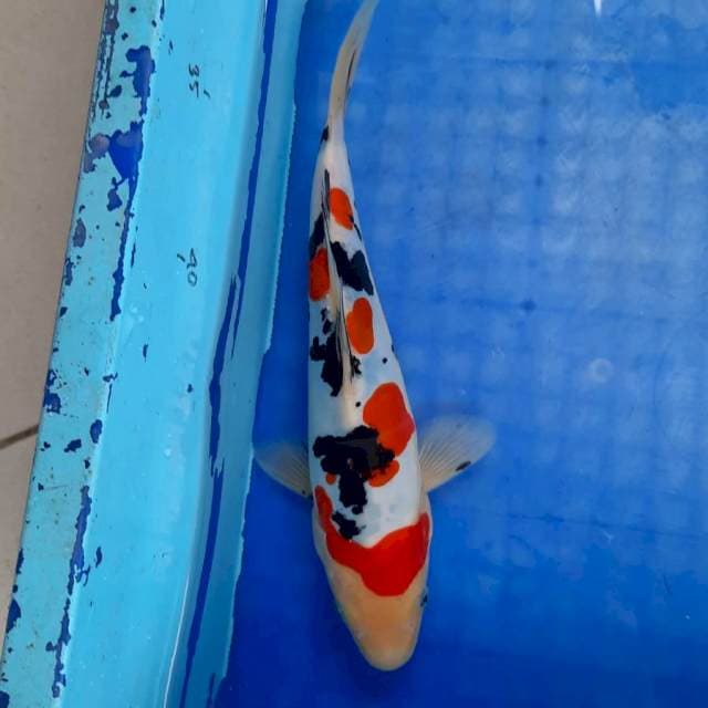 Sanke doitsu murni 24cm