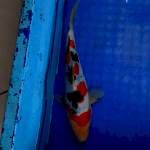 Sanke doitsu murni 24cm