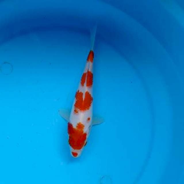 Kohaku