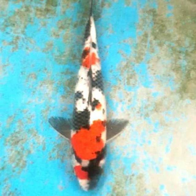 Maruten showa 30cm