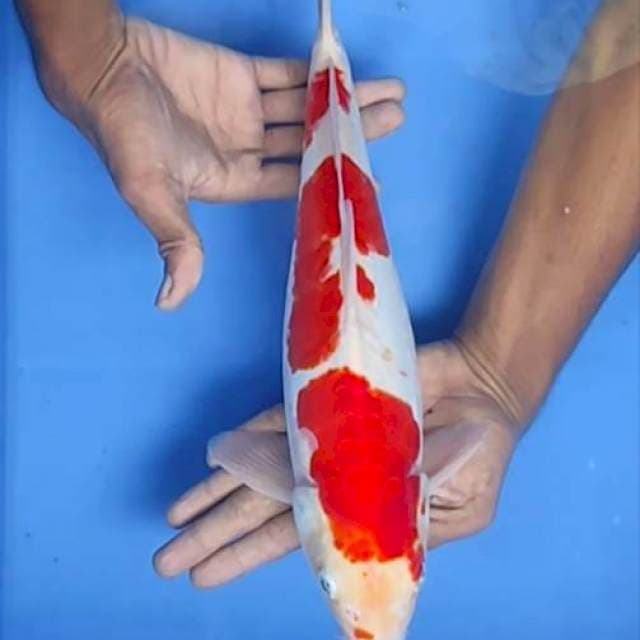 Kohaku doit aragoke 37cm
