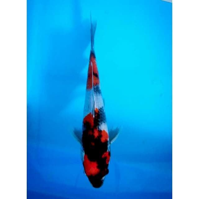 Shin/ 25cm showa