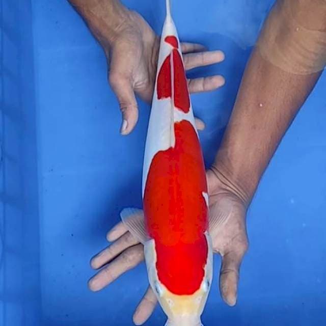 Kohaku doit 42cm